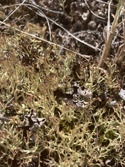 Cladonia cornuta