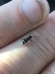 Psenocerus supernotatus