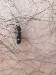 Psenocerus supernotatus