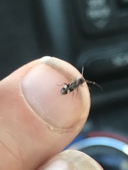 Psenocerus supernotatus