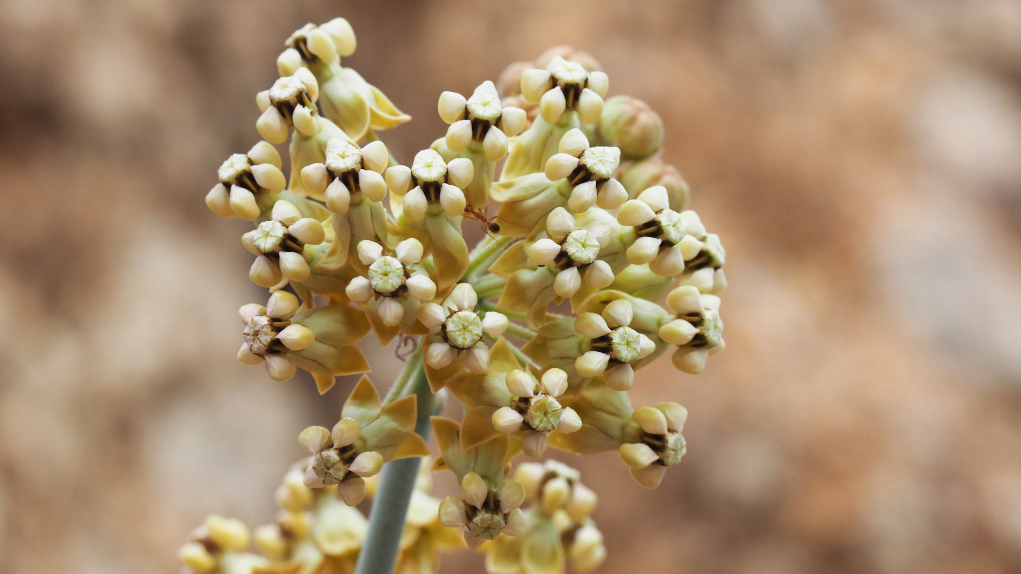 Asclepias albicans