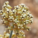 Asclepias albicans - Photo (c) Fred Melgert / Carla Hoegen,  זכויות יוצרים חלקיות (CC BY-NC), הועלה על ידי Fred Melgert / Carla Hoegen