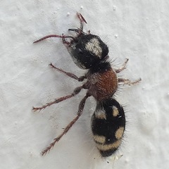 Ronisia barbarula