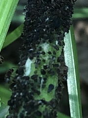 Aphis rumicis