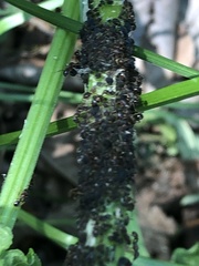 Aphis rumicis