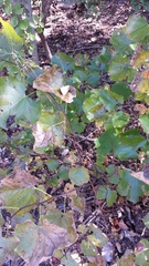Cercis canadensis texensis