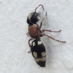 Ronisia barbarula