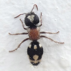Ronisia barbarula