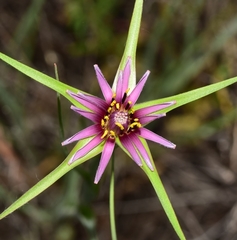 Tragopogon angustifolius
