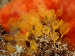 Pycnoclavella communis