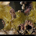 Halichondriidae - Photo (c) Christophe Quintin,  זכויות יוצרים חלקיות (CC BY-NC)