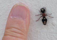 Ronisia barbarula