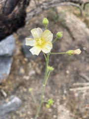 Anoda abutiloides