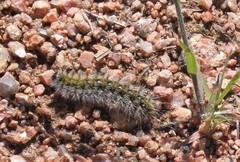 Lophocampa argentata