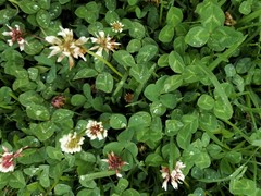 Trifolium repens
