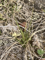 Carex rupestris