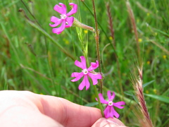 Silene scabriflora
