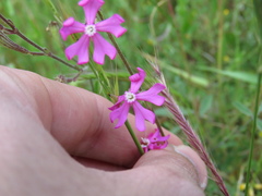 Silene scabriflora