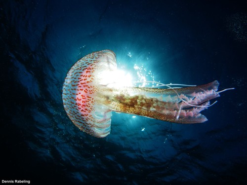 photo of Mauve Stinger (Pelagia noctiluca)