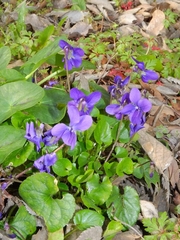 Viola alba dehnhardtii