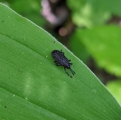 Microrhopala excavata