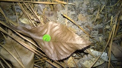 Hermeuptychia sosybius