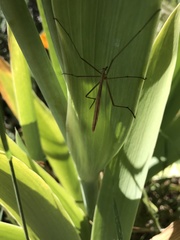 Apterobittacus apterus