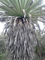 Furcraea longaeva