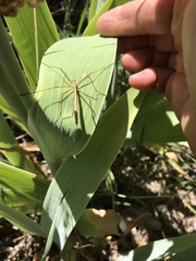 Apterobittacus apterus