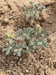 Lupinus kingii