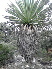Furcraea longaeva