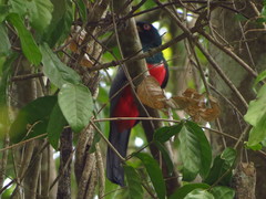Trogon mesurus
