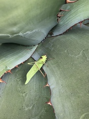 Stilpnochlora thoracica