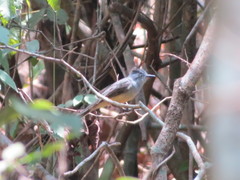 Myiarchus phaeocephalus