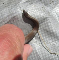 Haldea striatula