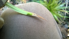 Hermeuptychia sosybius