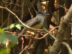 Myiarchus phaeocephalus