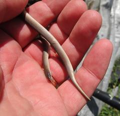 Haldea striatula