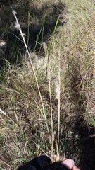 Bothriochloa torreyana