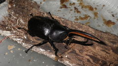 Dynastes septentrionalis