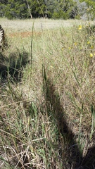 Bothriochloa torreyana