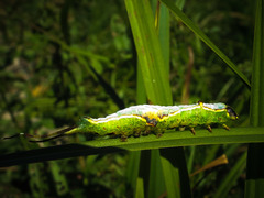 Furcula occidentalis