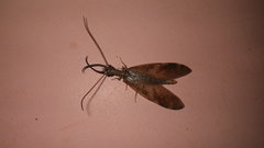 Corydalus peruvianus