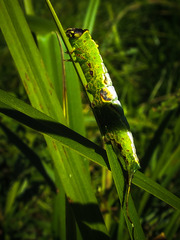 Furcula occidentalis