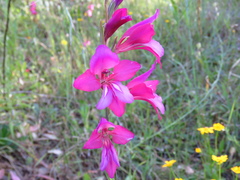 Gladiolus