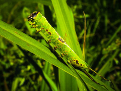 Furcula occidentalis