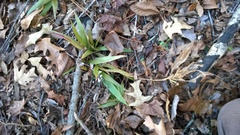 Dichanthelium commutatum