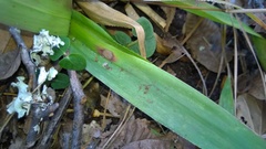 Dichanthelium commutatum