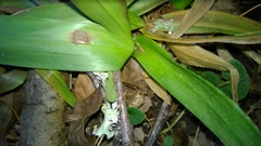 Dichanthelium commutatum