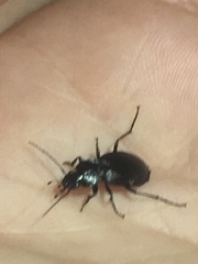 Licinus